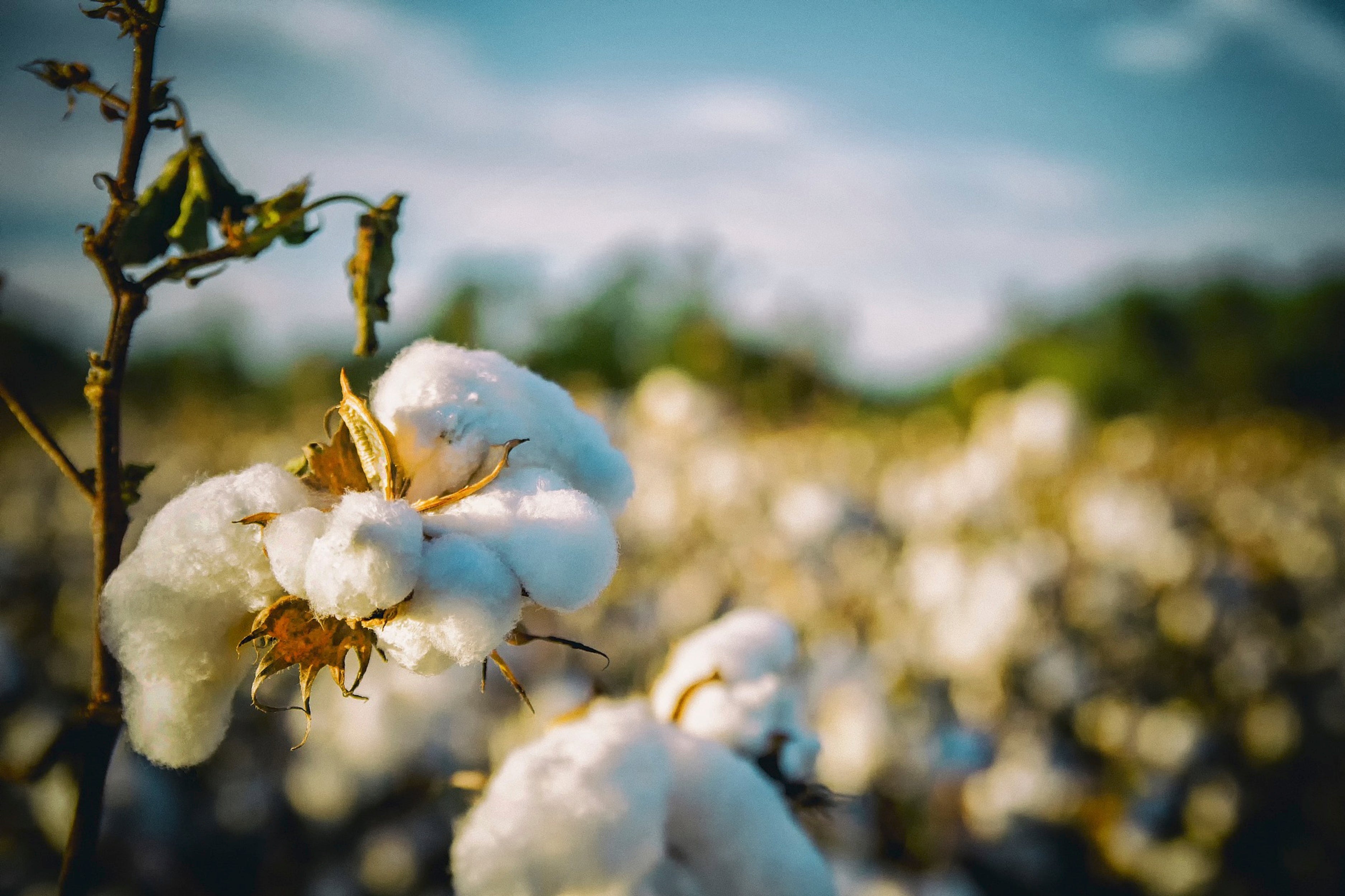 Organic Cotton vs Bamboo for Bedding, PJs and Towels… Say what?!